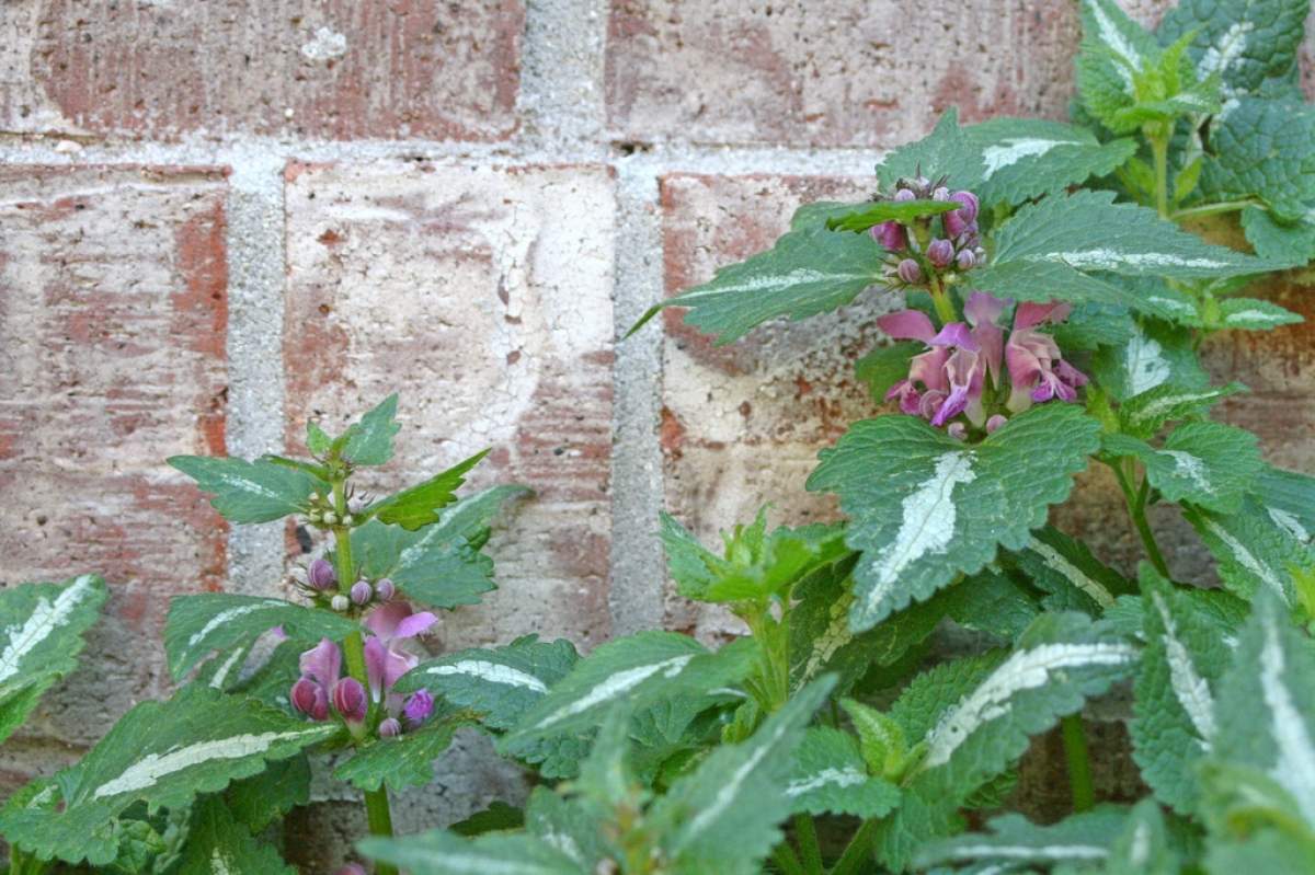 Spotted Dead Nettle, Lamium maculatum 'Chequers' (Patrick Standish, Flickr).