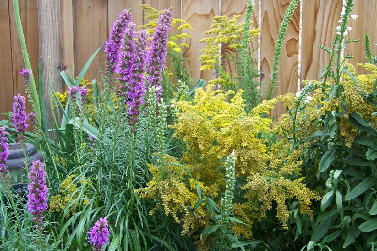 Gayfeather, Goldenrod and Obedient Plant intermingled in a bed, (Patrick Standish, Flickr).