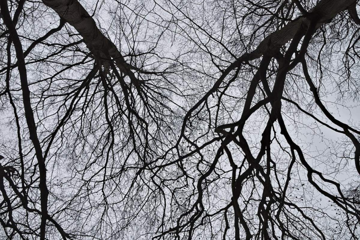 Leafless branches and cloudy sky (Trougnouf, Wikimedia Commons).