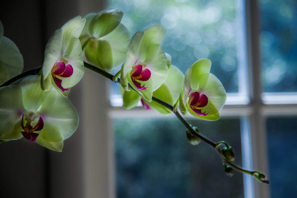 Orchid by the window (Sonny Abesamis, Flickr).
