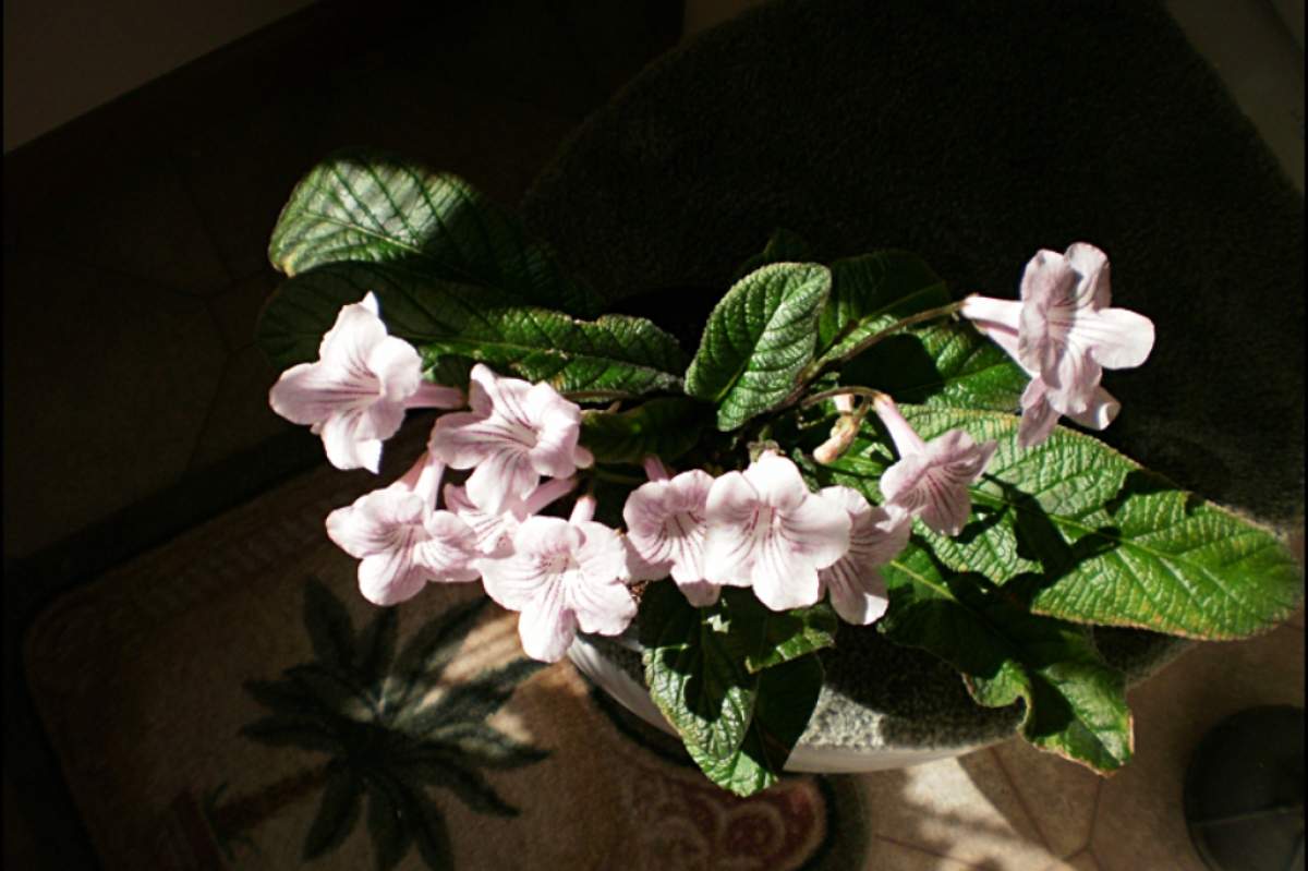 Streptocarpus: Bristol's Cotton Candy (John Robinson, Flickr).