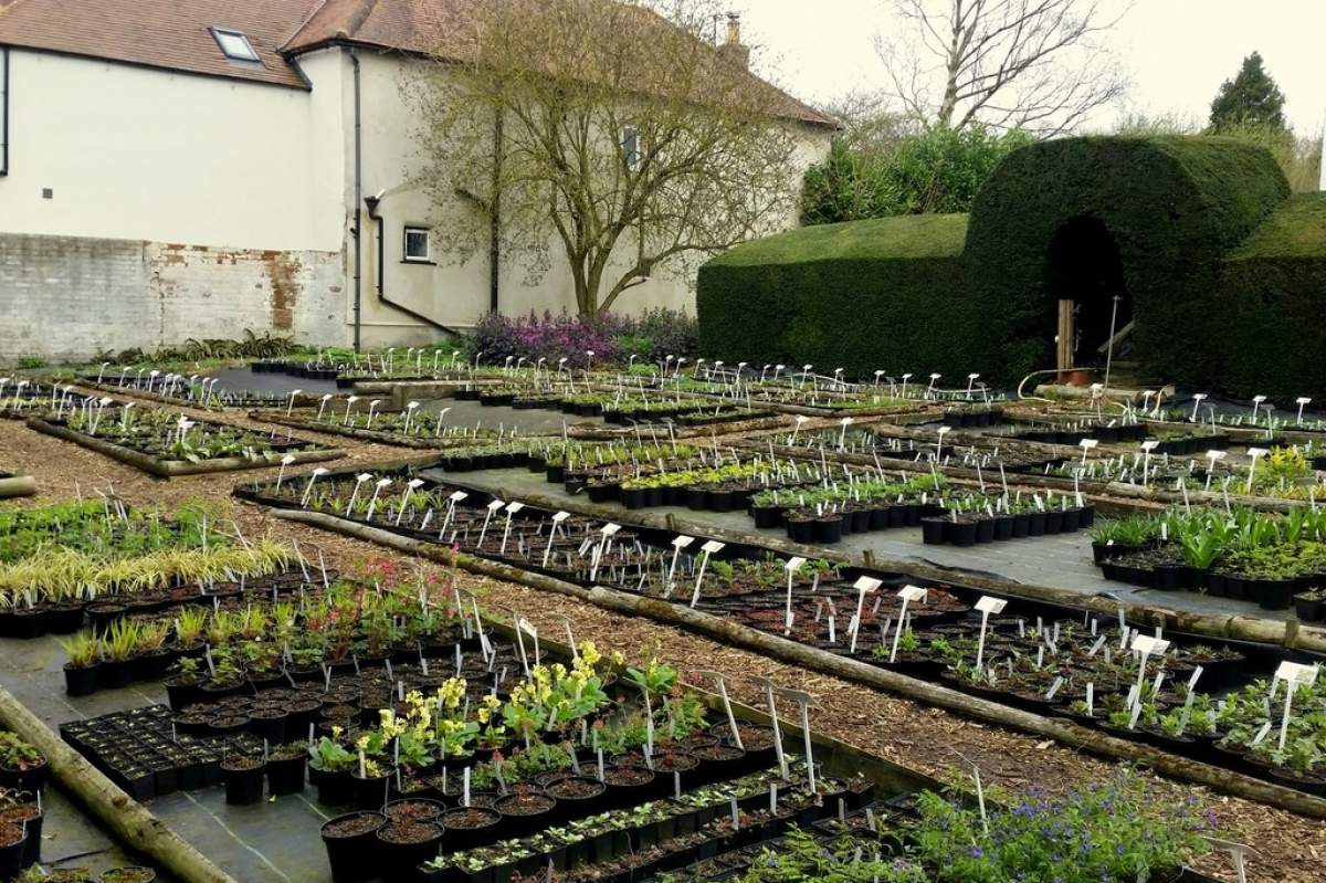 In the spring, we gardeners are so ready to get started that we just can’t wait to hit the nurseries, (Jonathan Billinger, Geograph.org).