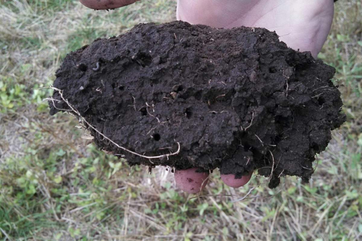 Great Soil Structure in Stehly Crop Field in Eastern, SD. (USDA NRCS South Dakota / Wikimedia Commons)