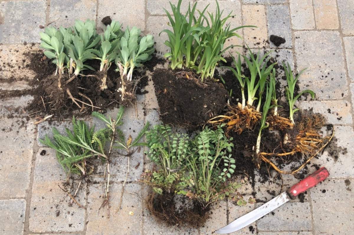 Starting from the top and going clockwise: Daylilies, whole and divided.  A fibrous-root plant, cut in half.  Yarrow just pulled apart.  Sedum pulled and cut as needed. (Pat Tormey, Colorado Mountain Gardeners blog)