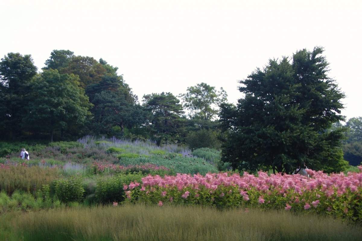 Native plantings on Evening Island, Chicago Botanic Garden. The pink is queen of the prairie. (JR P, flickr)