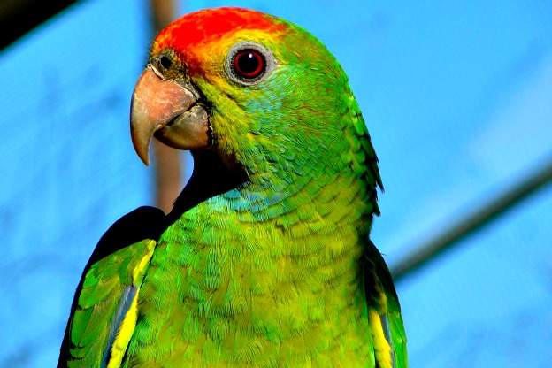 The red-browed Amazon parrot is an endangered species.
