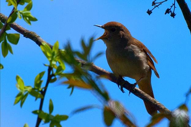 Common Nightingale singing.