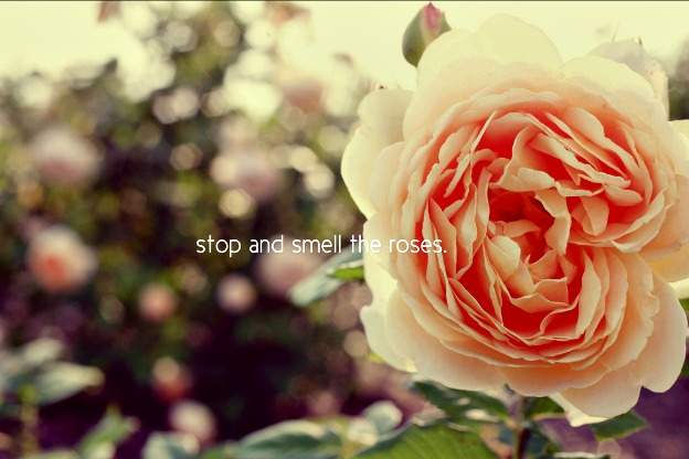 Stop and smell the roses…