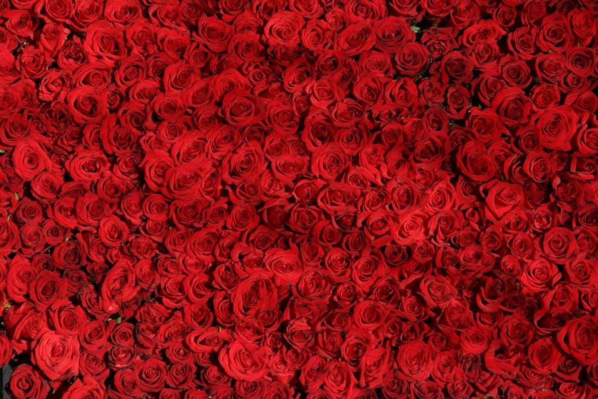 A bed of roses. That's d'amore!