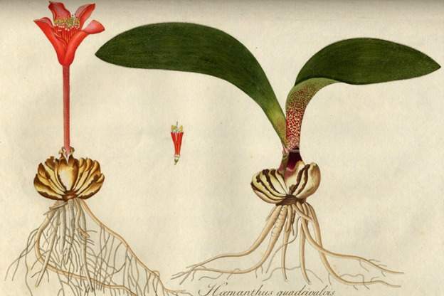 Illustration from botanist and amateur musician Nikolaus Jacquin's 1797-1798 publication.