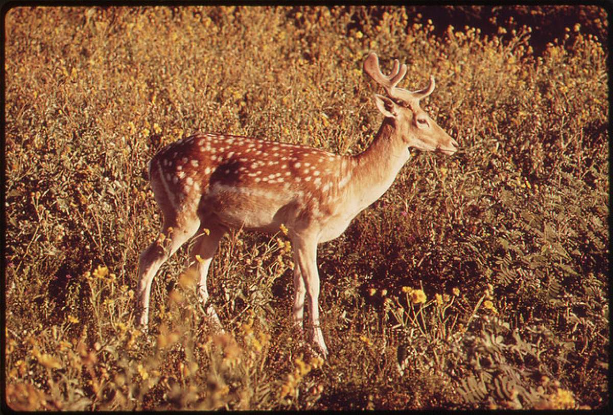 Growing concerns about the number of deer in Bloomington led to the creation of the task force in April