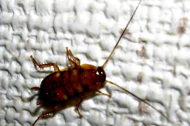 young cockroach