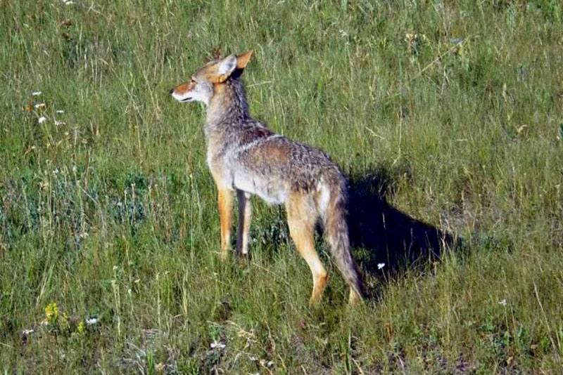 coyote_in_kootenay_national_park.jpeg