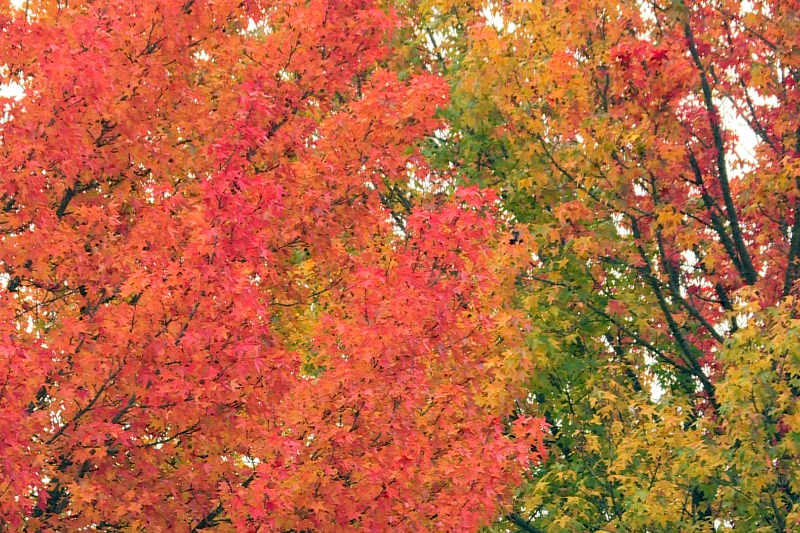 fall-leaves-in-nashville_chelsea-wardrop.jpg