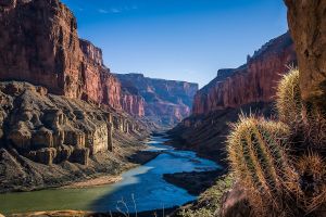 cactus overlooking the grand canyon