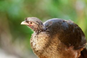 Tinamou tropical bird in the Amazon forests, close-up, portrait