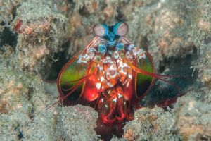 Mantis Shrimp