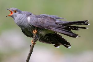 The Common Cuckoo