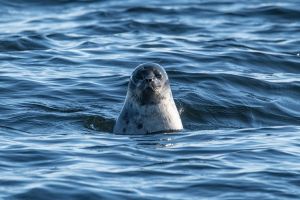 Ringed Seals in the Arctic