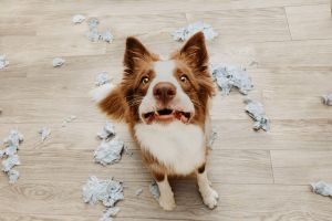 Border collie dog destroying a pillow on living romm with guilty expression