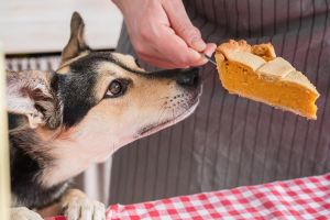 giving a dog a piece of pumpkin pie to try (dark_blade/Adobe Stock)