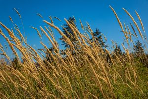 Reed canary grass