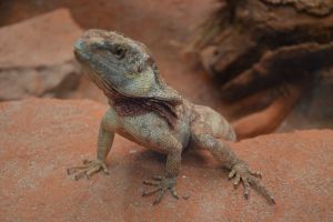 Australian native Jacky Dragon lizard, Amphibolurus muricatus