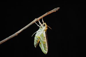 Oleander Hawk-Moth