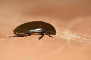 A closeup of a dark brown water scavenger beetle against a light brown surface