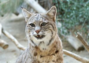 A bobcat sitting close to the camera, looking off to the side with its mouth slightly open exposing long lower teeth