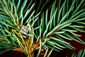 A square diamond in between needles of a pine tree