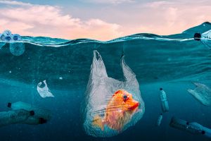 Plastics in the seas. Global Problem 