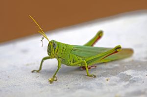 A bright green grasshopper against a slightly out of focus white surface