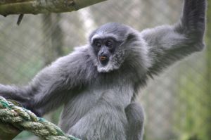 A grey howler monkey sits with arms raised, eating inside an enclosure
