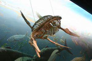 The fossilized remains of an icthyosaur suspended from a ceiling, looking down at museum visitors