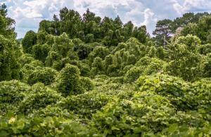 Green kudzu plant leaves cover every inch of a large area, climbing up trees as well