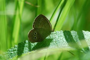 The butterfly Mitchell's satyr displays brown wings with yellow eyespots while sitting in grass