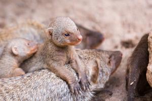 Two young mongoose pups are supported by a parent laying down on the ground