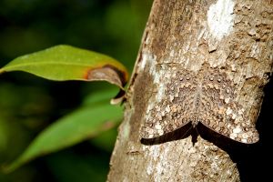 A moth with brown patterns on its wings on a tree branch, partially blending in