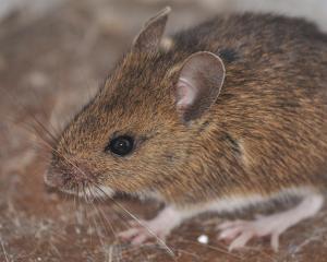 A small brown mouse sits profile to the camera against a tan background