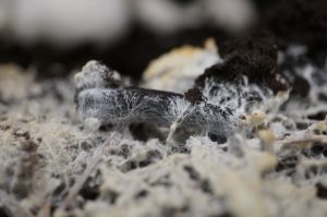 The fibers of mycelium in mushrooms cover a large area