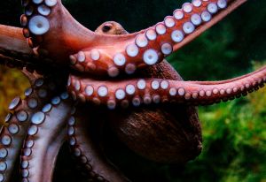 An octopus with its tentacles against a glass surface