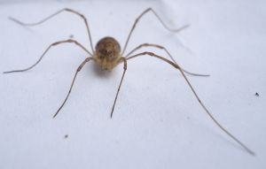 An insect belonging to the Opiliones family, resembling a spider with thin legs