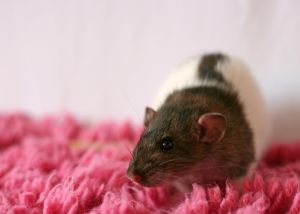 A rat with its head turned to the side, investigating the pink rug it sits on
