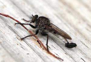 A long, skinny robber fly rests on a wooden surface
