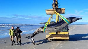 Jim Fyfe and Tūmai Cassidy walk alongside a rare, male spade-toothed whale, being moved by Trevor King.