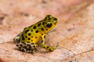 A strawberry poison frog with lime green skin and brown spots sits in profile to the camera