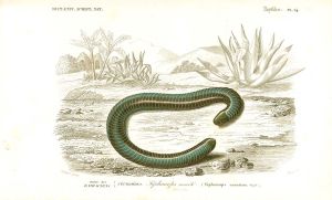 An illustration of a ringed caecilian with a green tint and rings around its snake-like body