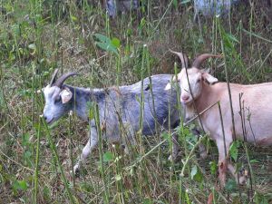 Several goats in a field with tall plants.