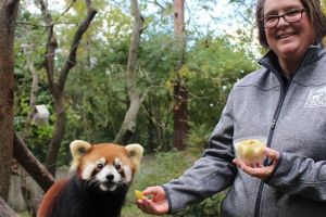 A red panda outdoors looking at the camera while Barbara Henry offers it a piece of fruit.  
